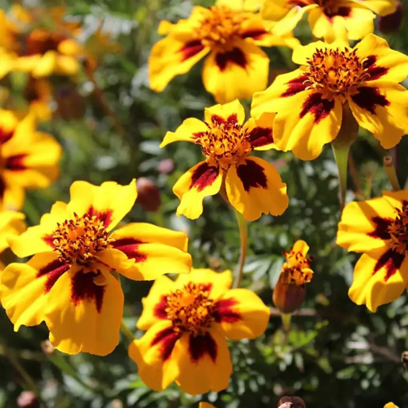 EDIBLE FLOWERS (Mari Gold)