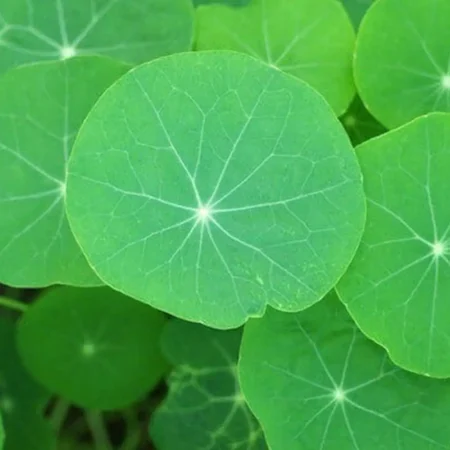 Flower Leaves