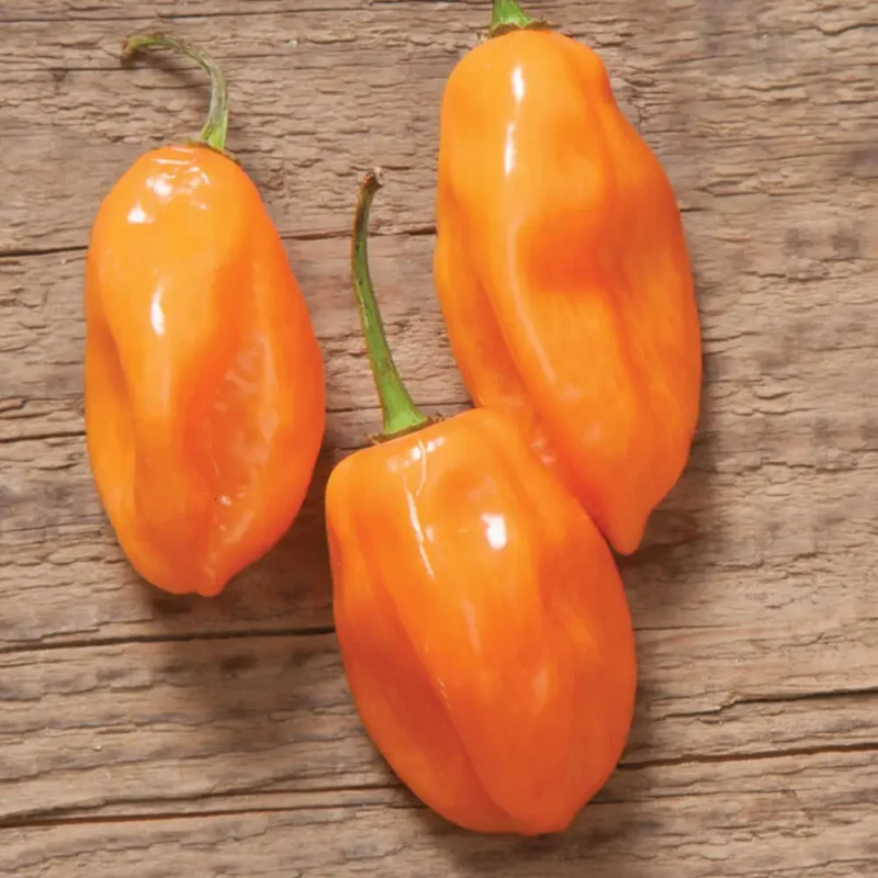 YELLOW HABANERO