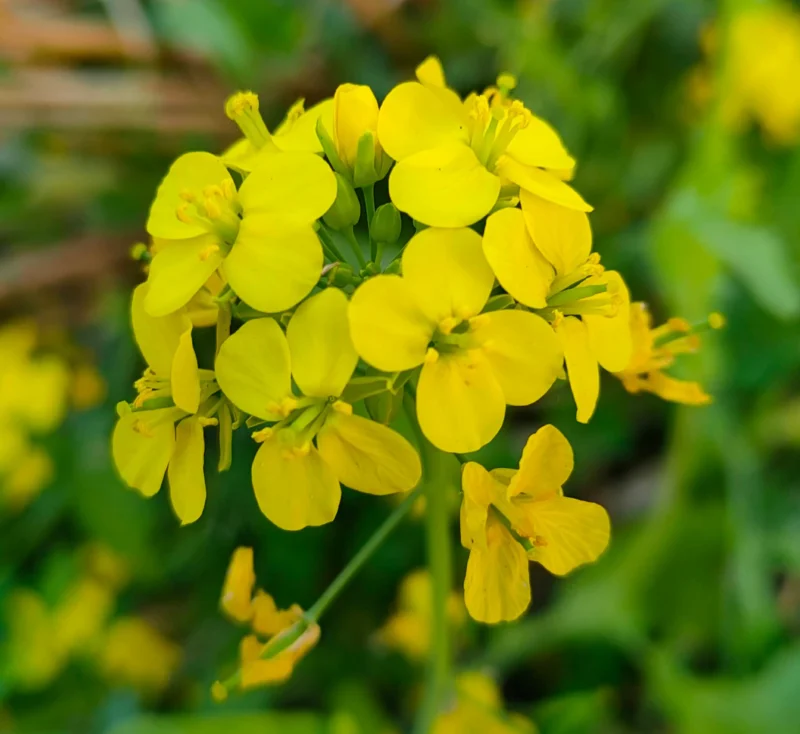 Yellow Mustard Flower