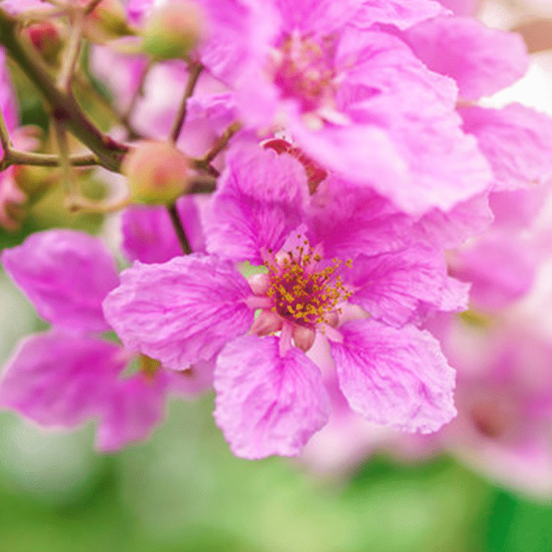 Queen Flower