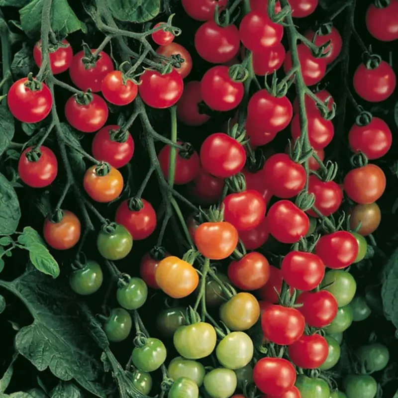 SUPERSWEET (BOX 250 Grams)