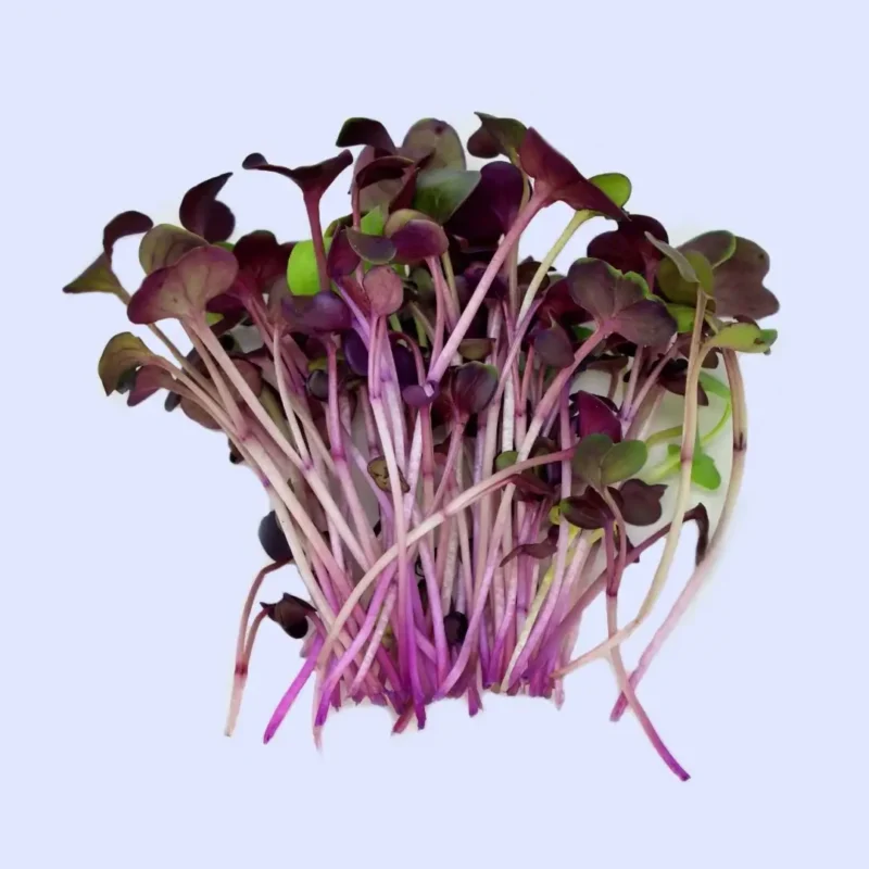 MICROGREEN RADISH