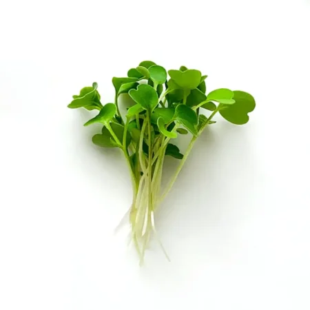 MICROGREEN RUCOLA